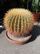 A Echinocactus Grusonni plant also known as Golden Barrel Cactus in front of Urban Tropicana&