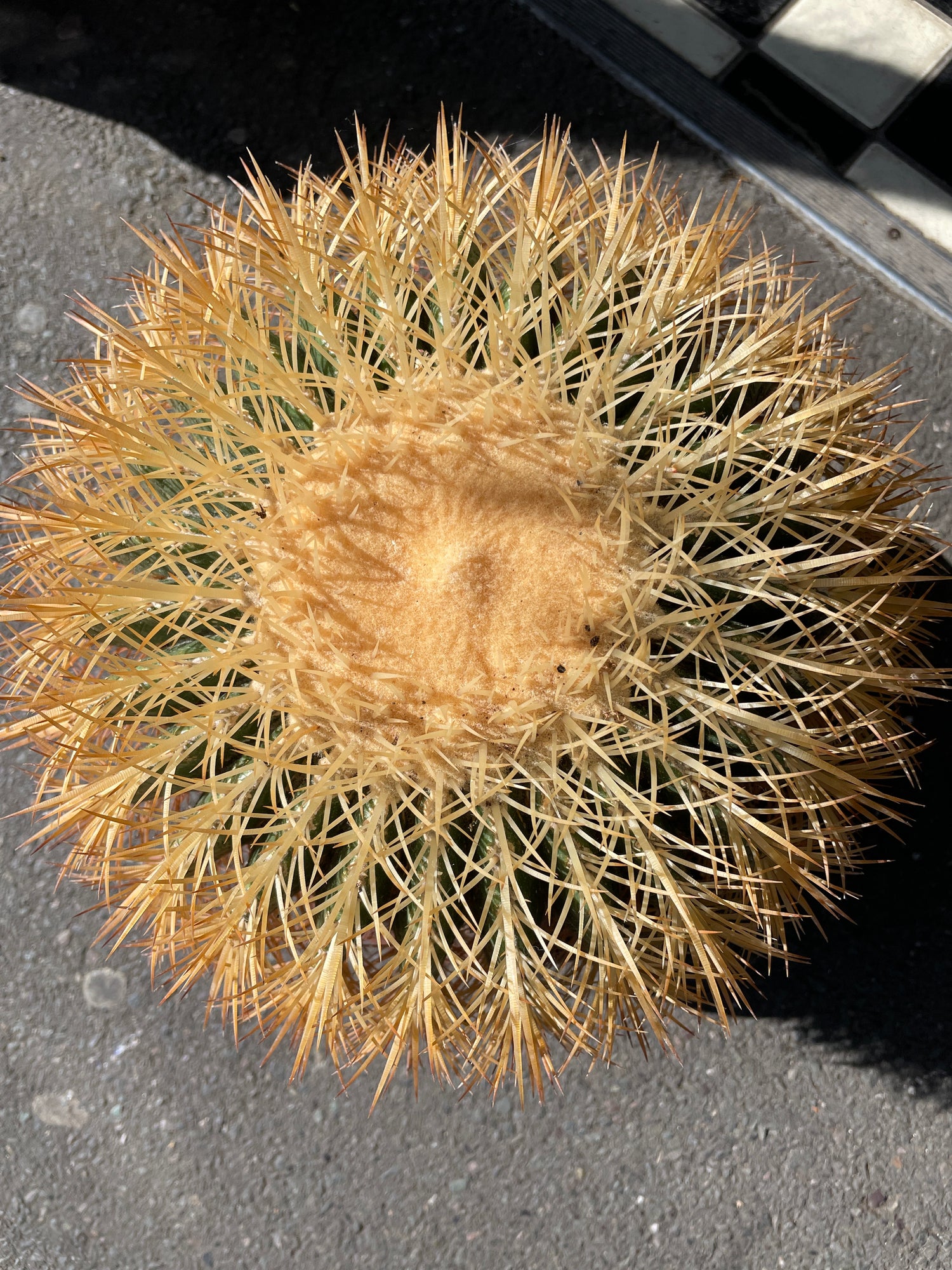 A Echinocactus Grusonni plant also known as Golden Barrel Cactus in front of Urban Tropicana&