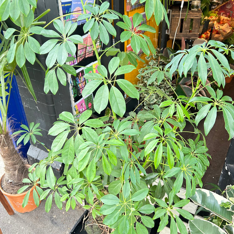 A Lava Rock Schefflera in front of Urban Tropicana’s plant shop in Chiswick London