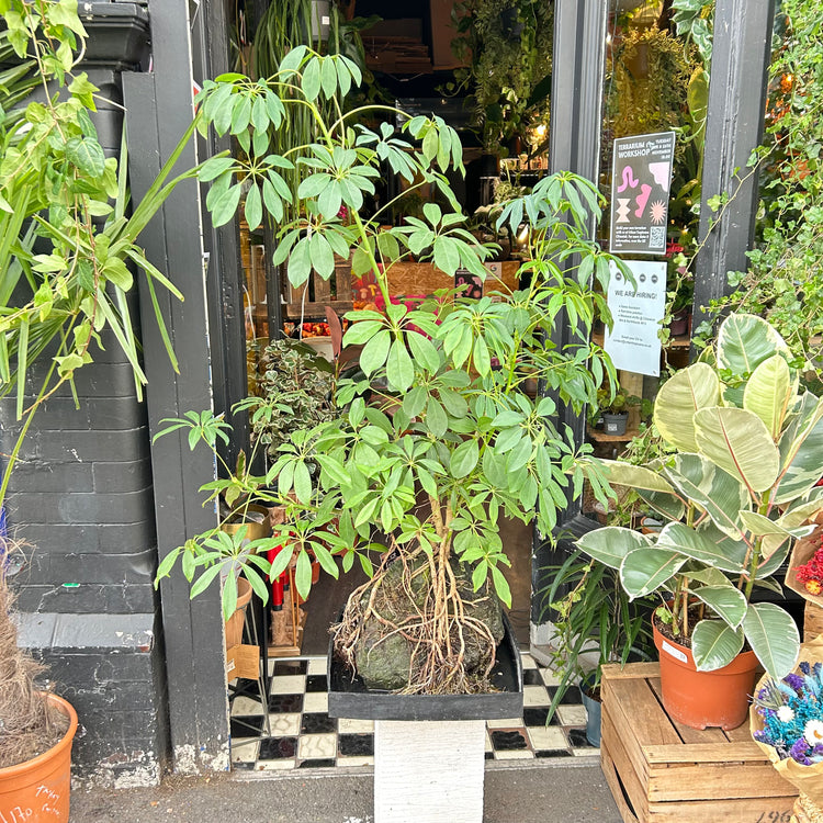 A Lava Rock Schefflera in front of Urban Tropicana’s plant shop in Chiswick London