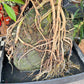 A Lava Rock Schefflera in front of Urban Tropicana’s plant shop in Chiswick London