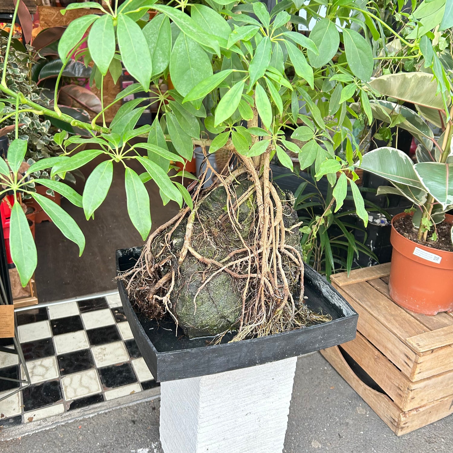 A large Lava Rock Schefflera in front of Urban Tropicana’s plant shop in Chiswick London