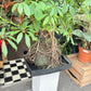 A large Lava Rock Schefflera in front of Urban Tropicana’s plant shop in Chiswick London