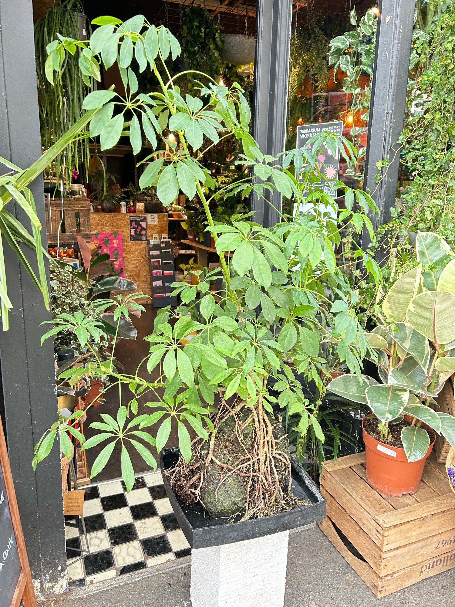 A Lava Rock Schefflera in front of Urban Tropicana’s plant shop in Chiswick London