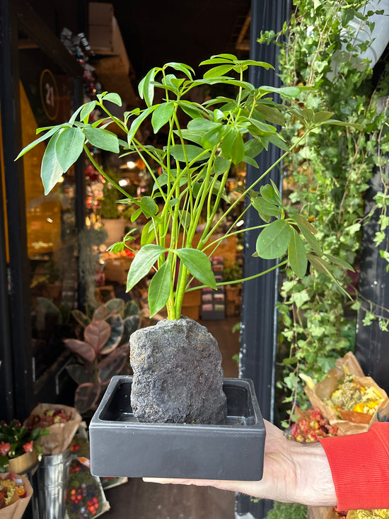 A lava rock schefflera plant in front of Urban Tropicana&