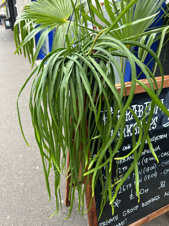 A Lepismium Bolivianum plant also known as a Forest Cactus in front of Urban Tropicana’s plant shop in Chiswick London