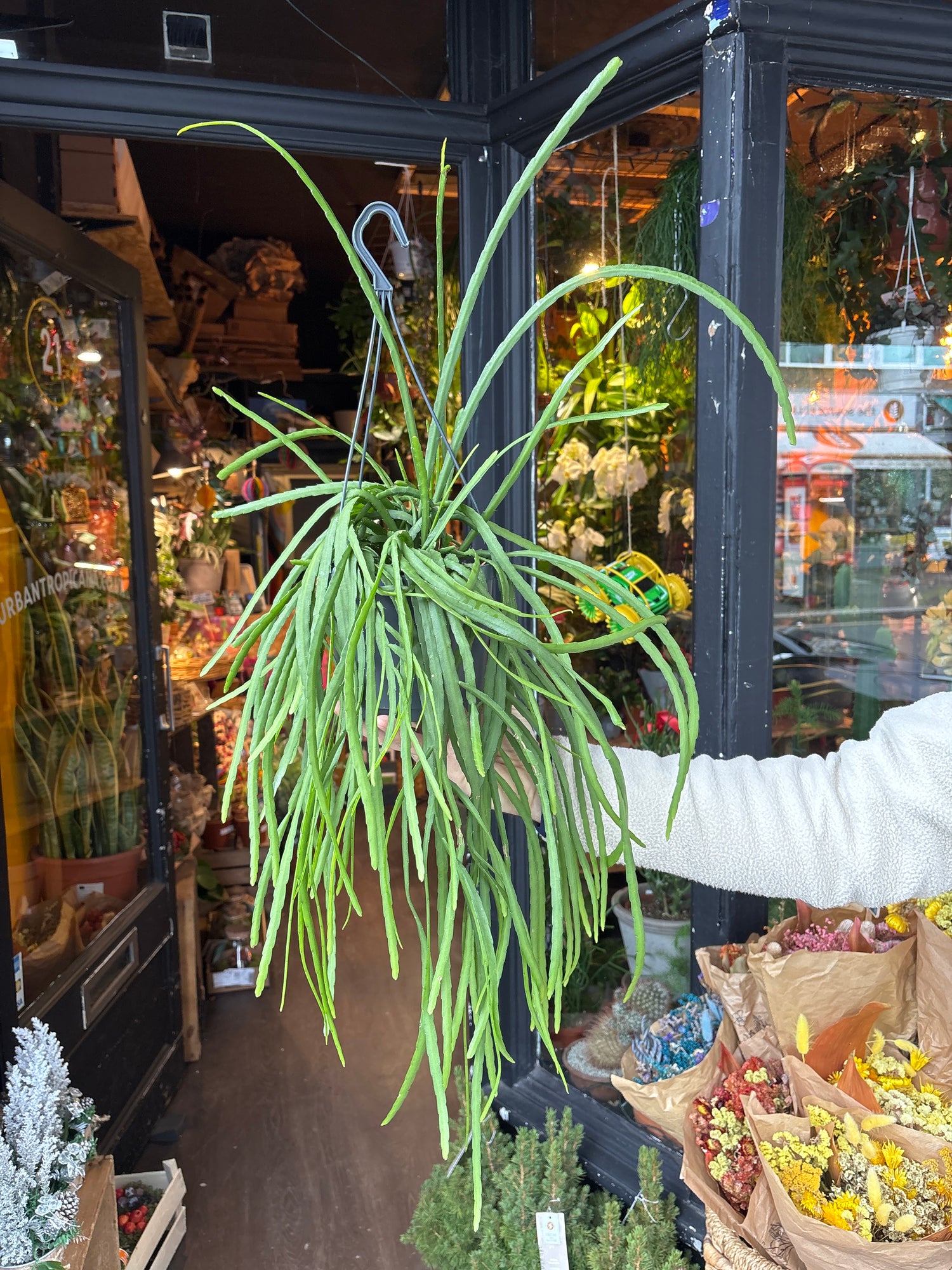 A Lepismium Bolivianum plant, also known as a Forest Cactus, in front of Urban Tropicana’s plant shop in Chiswick London