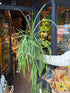 A Lepismium Bolivianum plant, also known as a Forest Cactus, in front of Urban Tropicana’s plant shop in Chiswick London