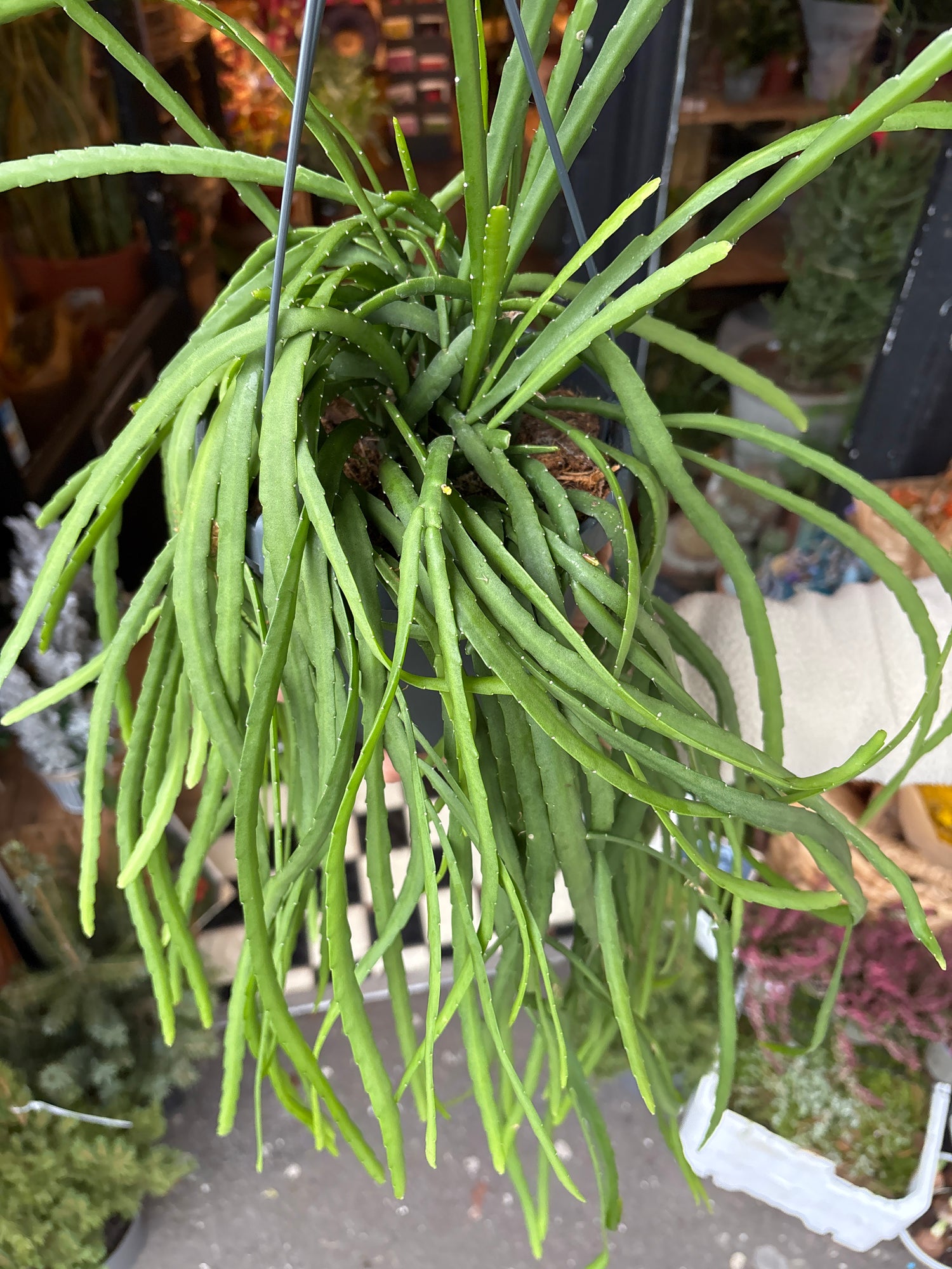 A Lepismium Bolivianum plant, also known as a Forest Cactus, in front of Urban Tropicana’s plant shop in Chiswick London