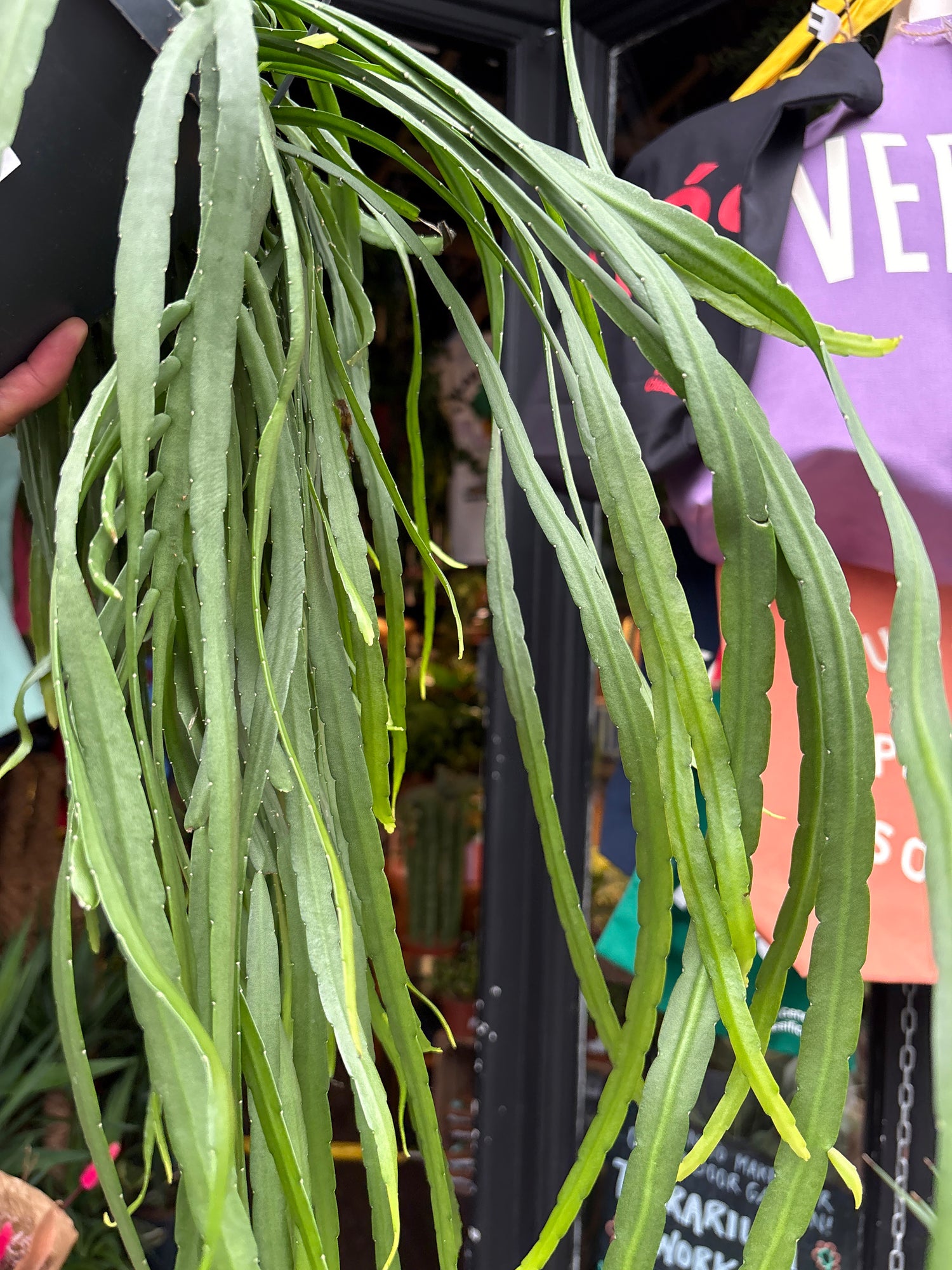 A Lepismium Bolivianum plant also known as a Forest cactus in front of Urban Tropicana’s plant shop in Chiswick London