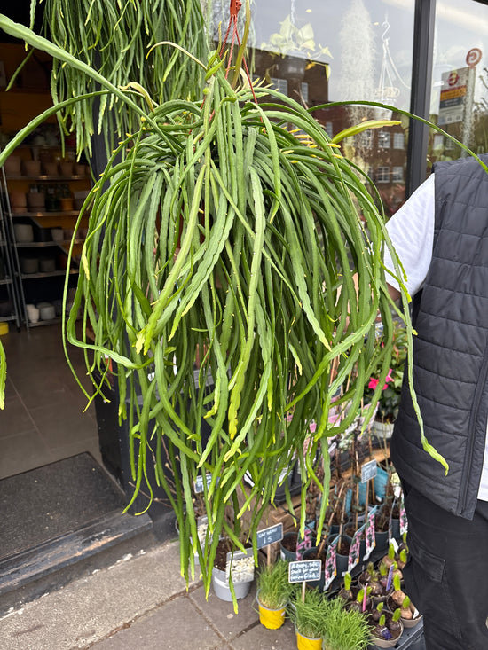 A Lepismium Bolivianum plant also known as a Forest Cactus in front of Urban Tropicana’s Plant Shop in Chiswick London