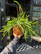Lepismium bolivianum ‘Liana’ with trailing, slender green stems and small segmented foliage, displayed at Urban Tropicana plant shop, Chiswick, London