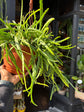 Multiple trailing stems of Lepismium bolivianum ‘Liana’ cascading from a nursery pot, showcased at Urban Tropicana, ideal for cactus and succulent collectors