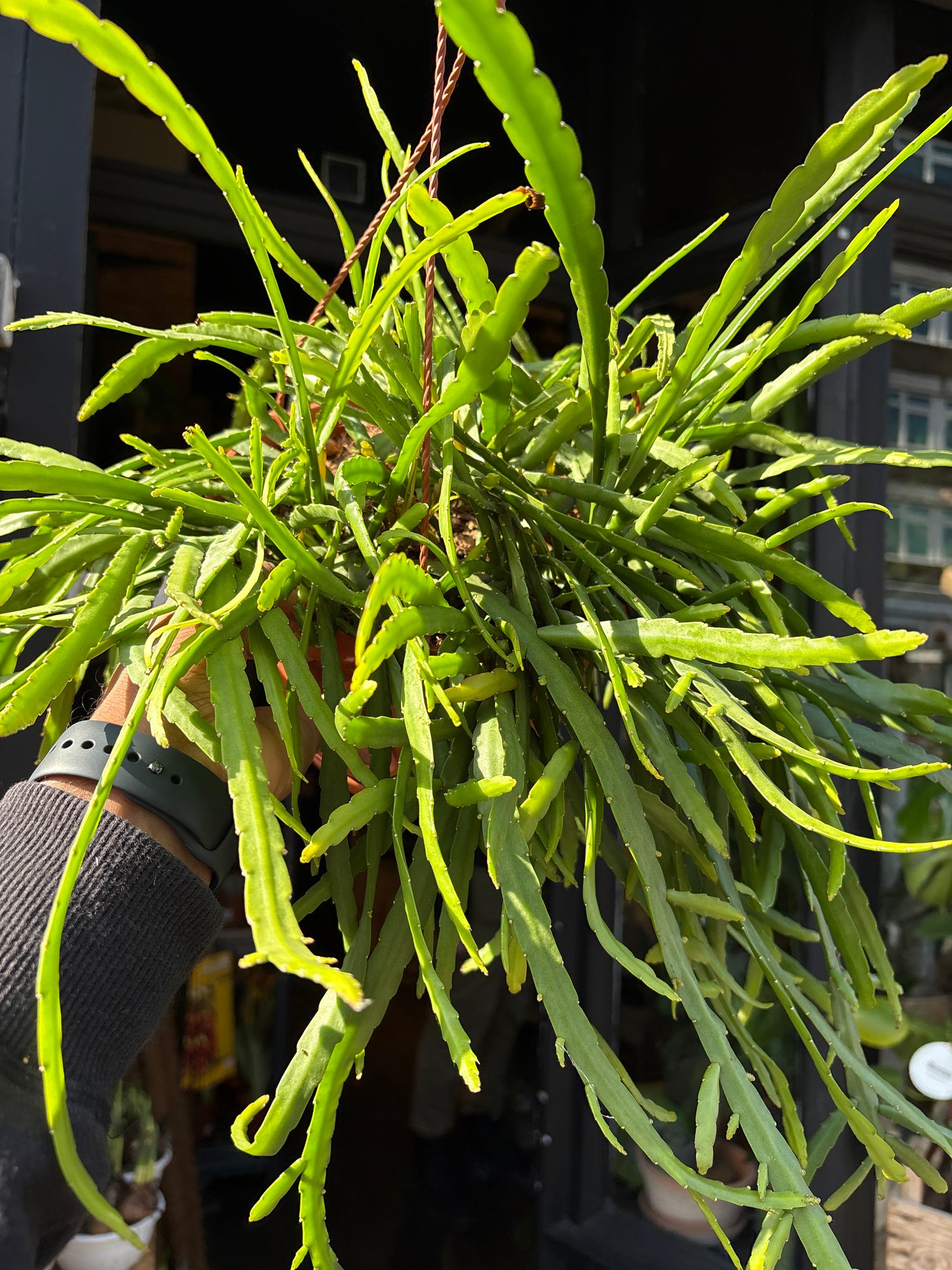Close-up of Lepismium bolivianum ‘Liana’ showing thin, segmented green stems and delicate trailing growth