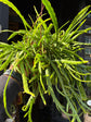 Close-up of Lepismium bolivianum ‘Liana’ showing thin, segmented green stems and delicate trailing growth