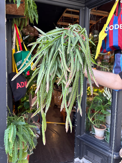 Lepismium cruciforme (Hurricane Cactus) in 21cm pot outside Urban Tropicana plant shop in Chiswick, London