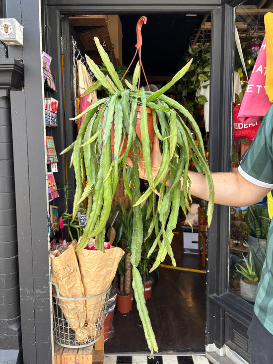 Lepismium Cruciforme Red Tip, also known as Red Tip Forest Cactus, outside Urban Tropicana, a houseplant store in Chiswick London 