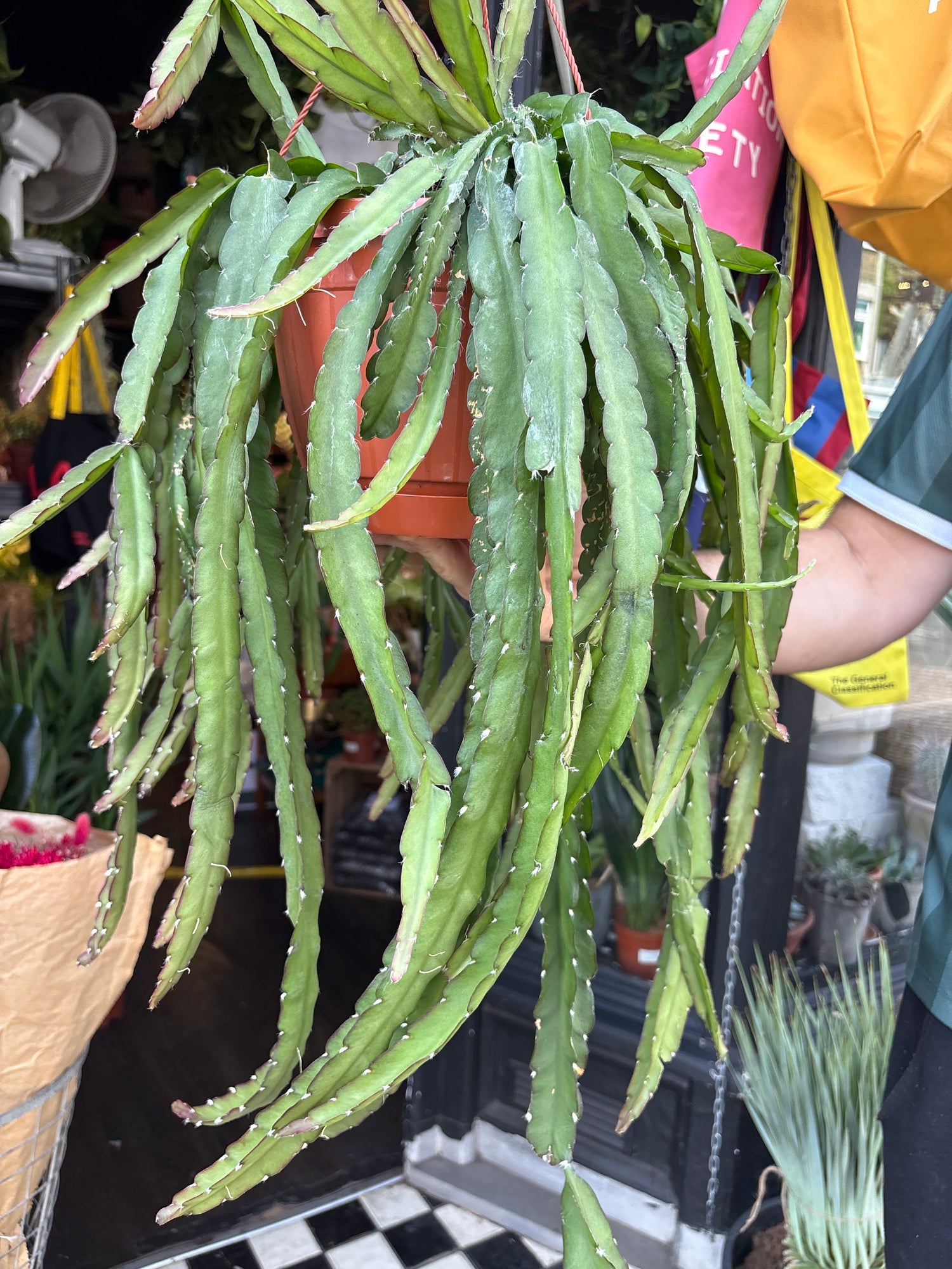 Lepismium Cruciforme Red Tip, also known as Red Tip Forest Cactus, outside Urban Tropicana, a houseplant store in Chiswick London 