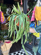 Lepismium Cruciforme Red Tip, also known as Red Tip Forest Cactus, outside Urban Tropicana, a houseplant store in Chiswick London 