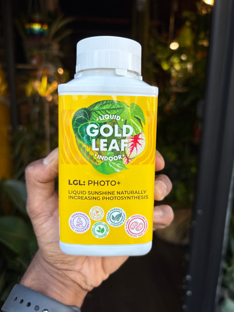 Liquid Gold Leaf Photo+ in front of Urban Tropicana’s store in Chiswick, London