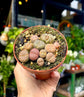 A Lithop Red plant also known as Living Stones in front of Urban Tropicana&