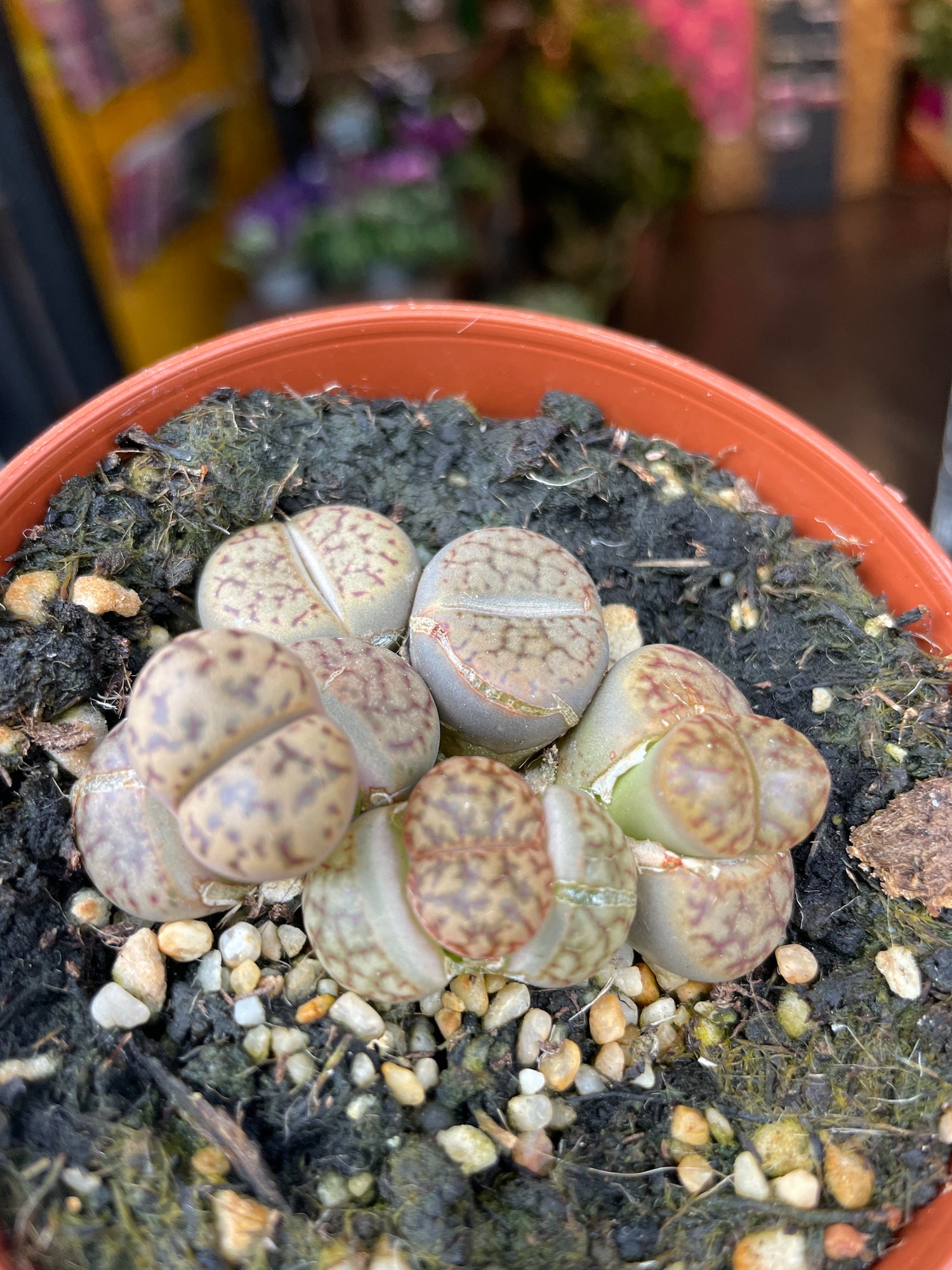 A Lithop Red plant also known as Living Stones in front of Urban Tropicana&