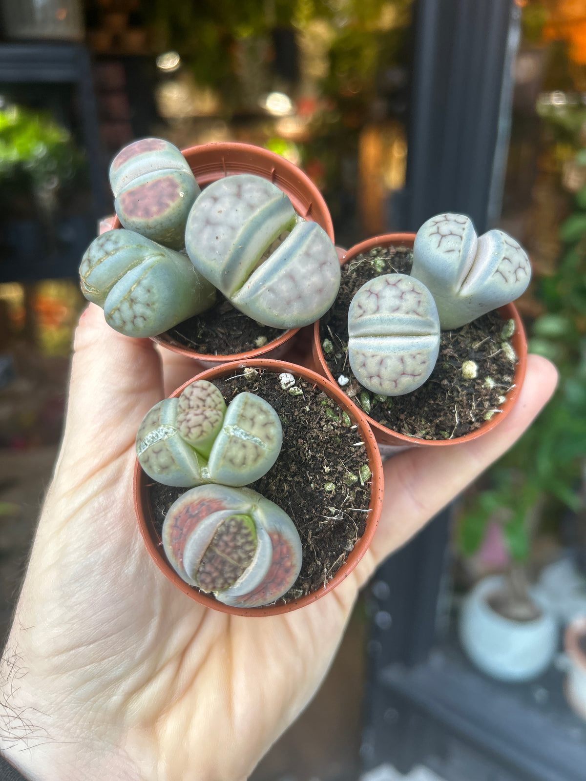 A Lithops plant in front of Urban Tropicana’s Plant Shop in Chiswick London