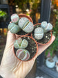 A Lithops plant in front of Urban Tropicana’s Plant Shop in Chiswick London