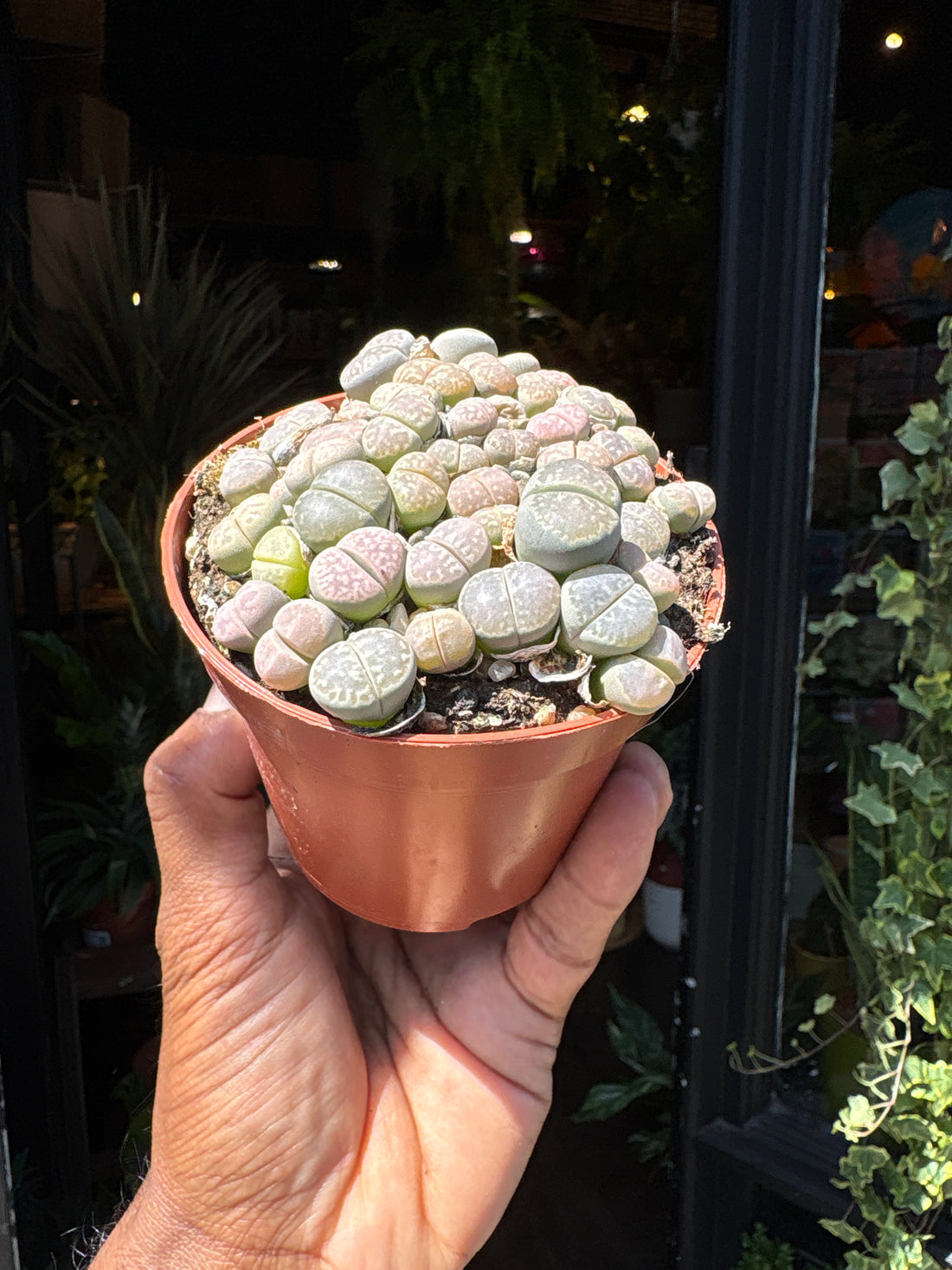 Lithops plant in front of Urban Tropicana’s Plant Shop in Chiswick London