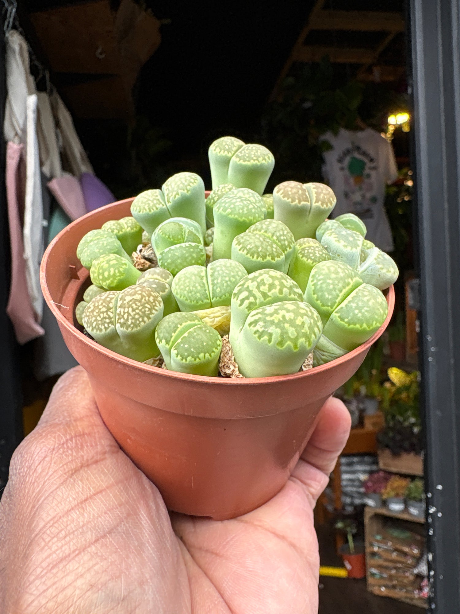 Lithops plant in front of Urban Tropicana’s Plant Shop in Chiswick London