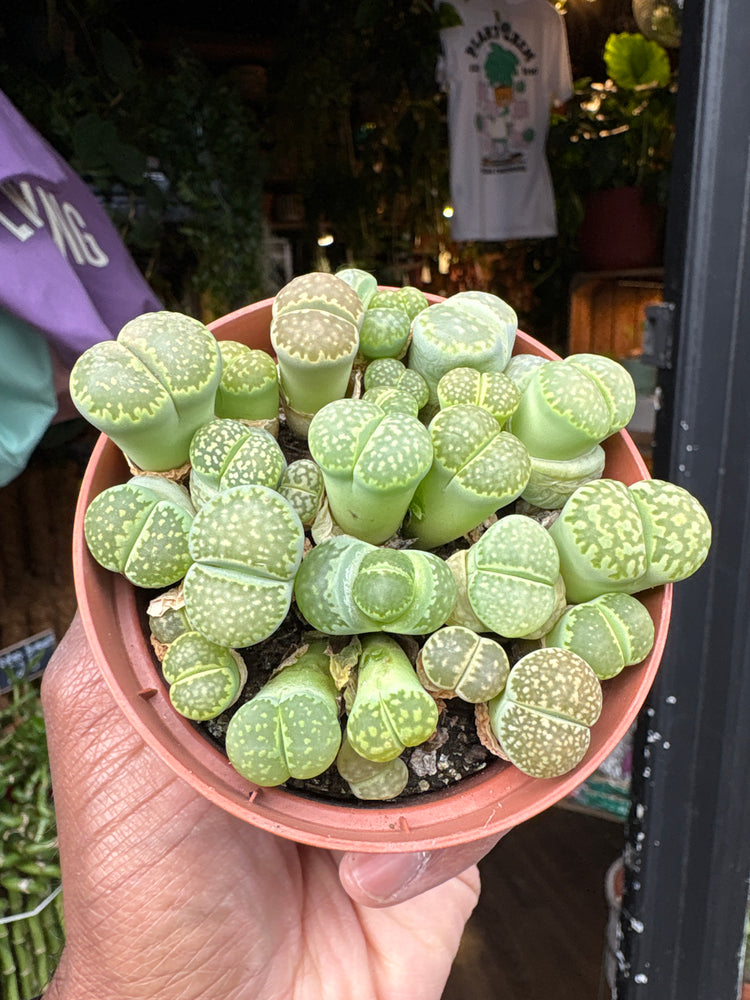 Lithops plant in front of Urban Tropicana’s Plant Shop in Chiswick London