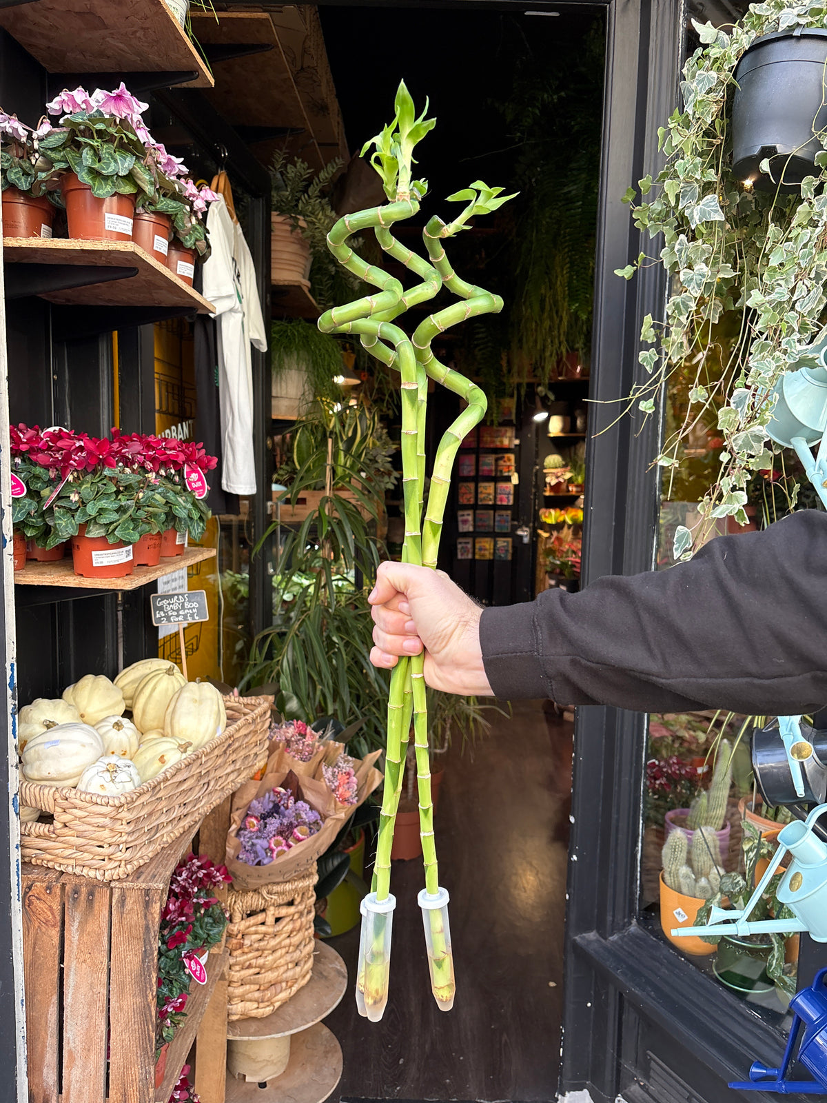 Lucky Bamboo stems in front of Urban Tropicana’s Plant Shop in Chiswick London