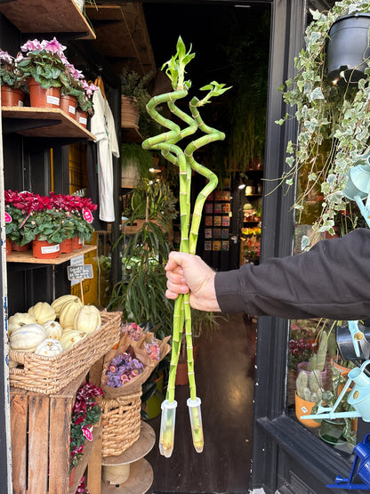 Lucky Bamboo stems in front of Urban Tropicana’s Plant Shop in Chiswick London