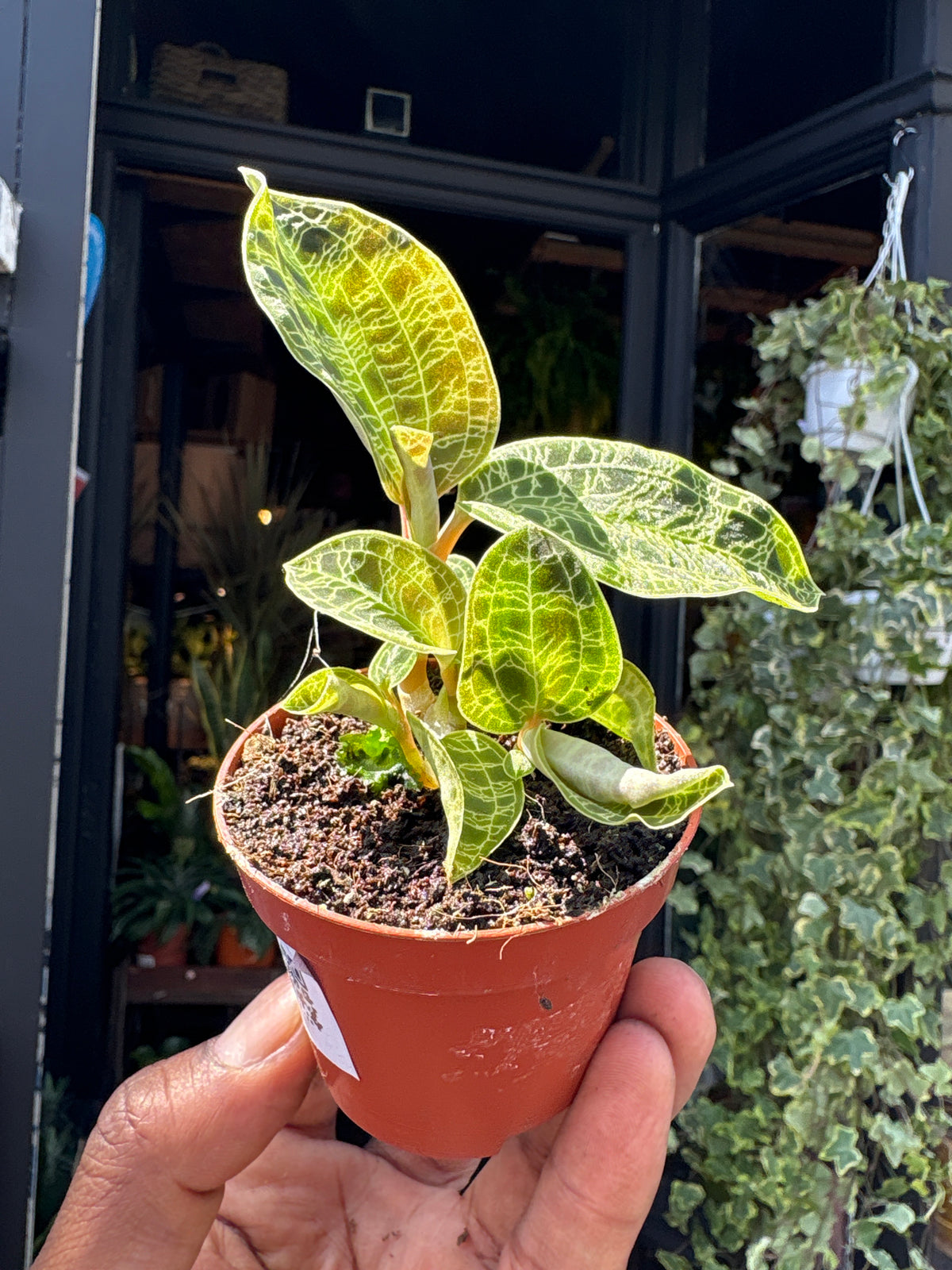 Macodes Petola (Jewel Orchid) in front of Urban Tropicana’s Plant Shop in Chiswick London