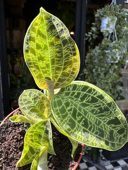 Close up of Macodes Petola (Jewel Orchid) in front of Urban Tropicana’s Plant Shop in Chiswick London