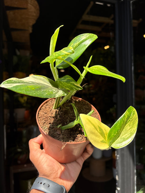 Monstera Standyleyana Variegated | 12cm pot
