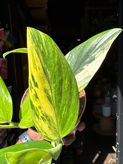 Monstera Standyleyana Variegated | 12cm pot
