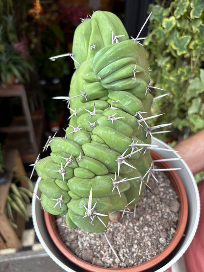 Myrtillocactus Geometrizans Cristata | 21cm pot