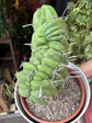 Myrtillocactus Geometrizans Cristata | 21cm pot