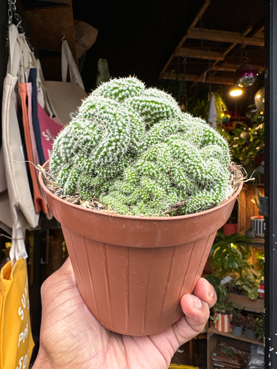 
A Mammillaria Elongata Cristata plant in front of Urban Tropicana’s plant shop in Chiswick, London