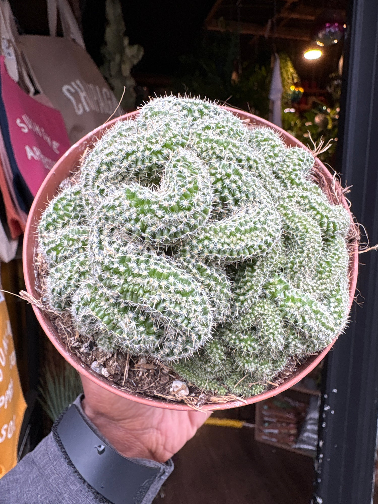 
A Mammillaria Elongata Cristata plant in front of Urban Tropicana’s plant shop in Chiswick, London