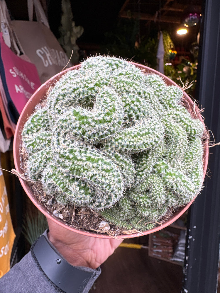
A Mammillaria Elongata Cristata plant in front of Urban Tropicana’s plant shop in Chiswick, London
