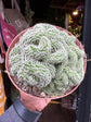 
A Mammillaria Elongata Cristata plant in front of Urban Tropicana’s plant shop in Chiswick, London