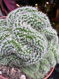 
A Mammillaria Elongata Cristata plant in front of Urban Tropicana’s plant shop in Chiswick, London