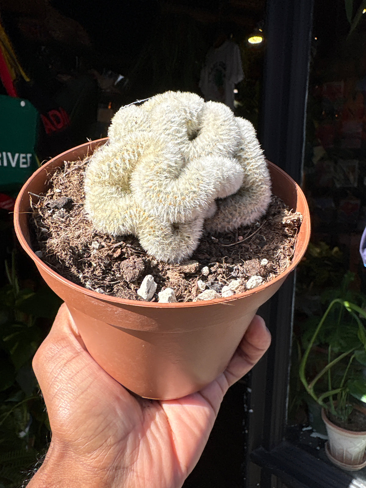 Mammillaria formosa ‘Cristata’ crested cactus in 12cm pot outside Urban Tropicana plant shop in Chiswick, London