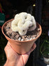 Mammillaria formosa ‘Cristata’ crested cactus in 12cm pot outside Urban Tropicana plant shop in Chiswick, London
