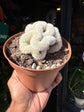 Mammillaria formosa ‘Cristata’ crested cactus in 12cm pot outside Urban Tropicana plant shop in Chiswick, London