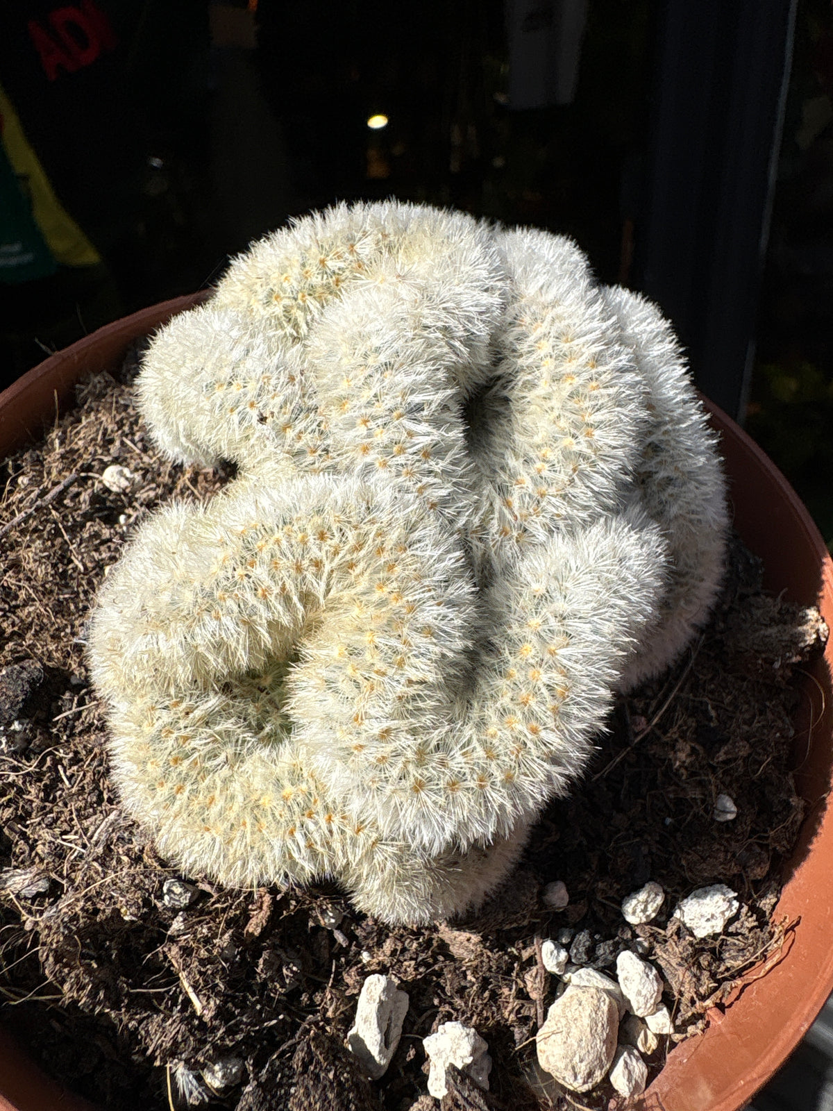 Mammillaria formosa ‘Cristata’ crested cactus in 12cm pot outside Urban Tropicana plant shop in Chiswick, London