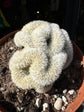 Mammillaria formosa ‘Cristata’ crested cactus in 12cm pot outside Urban Tropicana plant shop in Chiswick, London