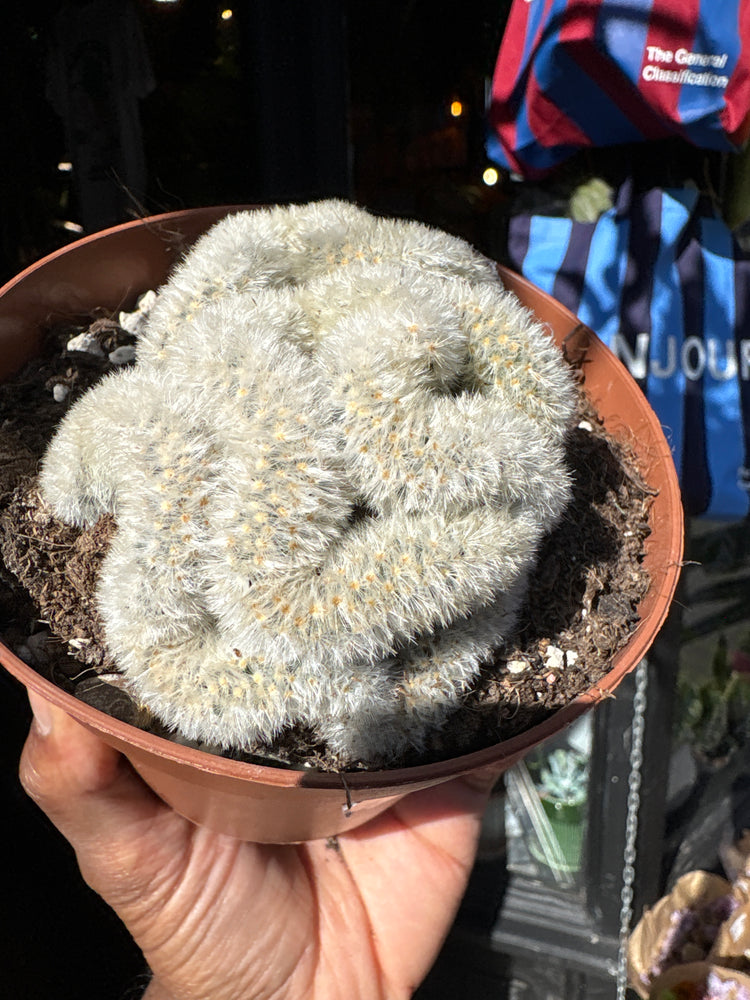 Mammillaria formosa ‘Cristata’ crested cactus in 12cm pot outside Urban Tropicana plant shop in Chiswick, London